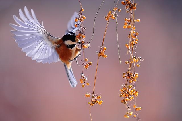 A VOL D’OISEAUX !